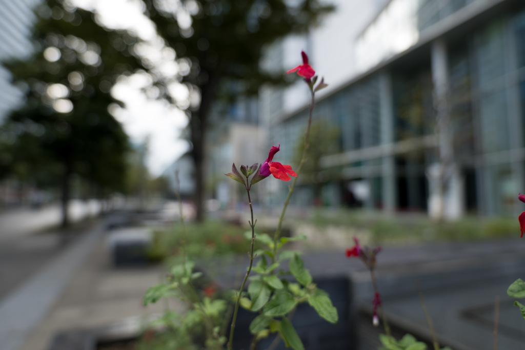 Flower