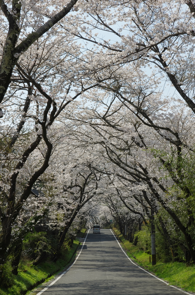 桜のトンネル