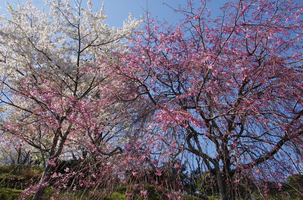 しだれ桜