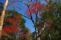 秋の空