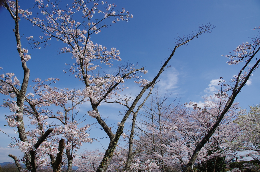 桜と青空