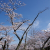 桜と青空