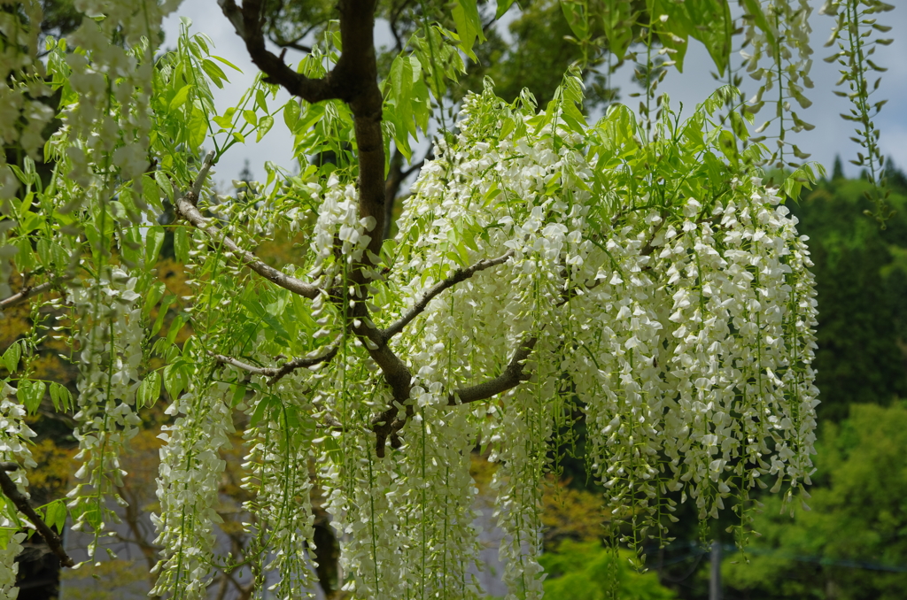 和気神社の藤の花