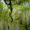 和気神社の藤の花