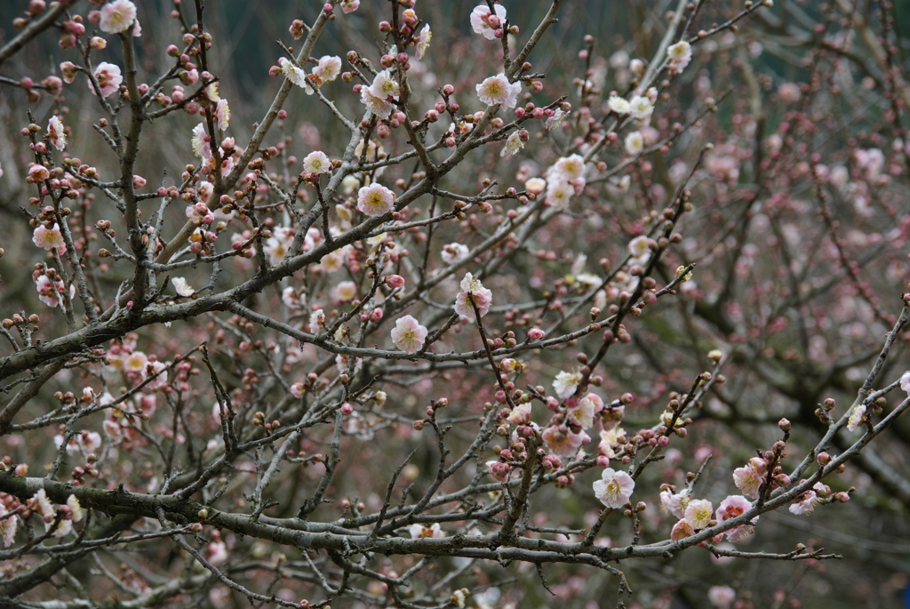 藤川天神の紅梅02