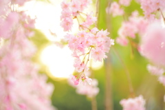 春の始まり桜のヲワリ