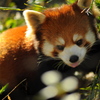 ぺろ
