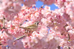 スズメも楽しむ満開桜