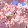 スズメも楽しむ満開桜