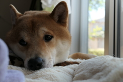my shiba.