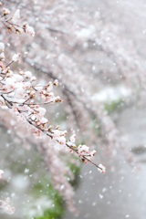 桜隠し