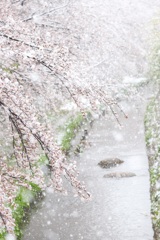 桜隠し