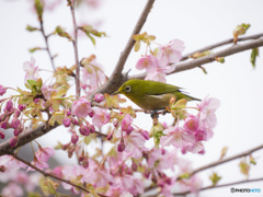 河津桜にメジロ