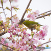 河津桜にメジロ