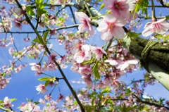 中央区の河津桜