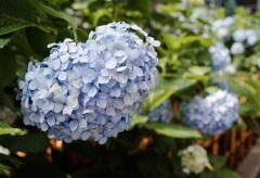 銀座の紫陽花