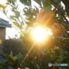 みかんからはみ出る夕日