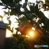 みかんに隠れる夕日