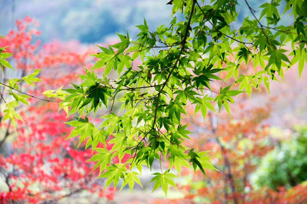 紅葉の始まり