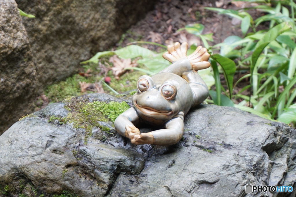 ゆどうふ奥丹のカエル