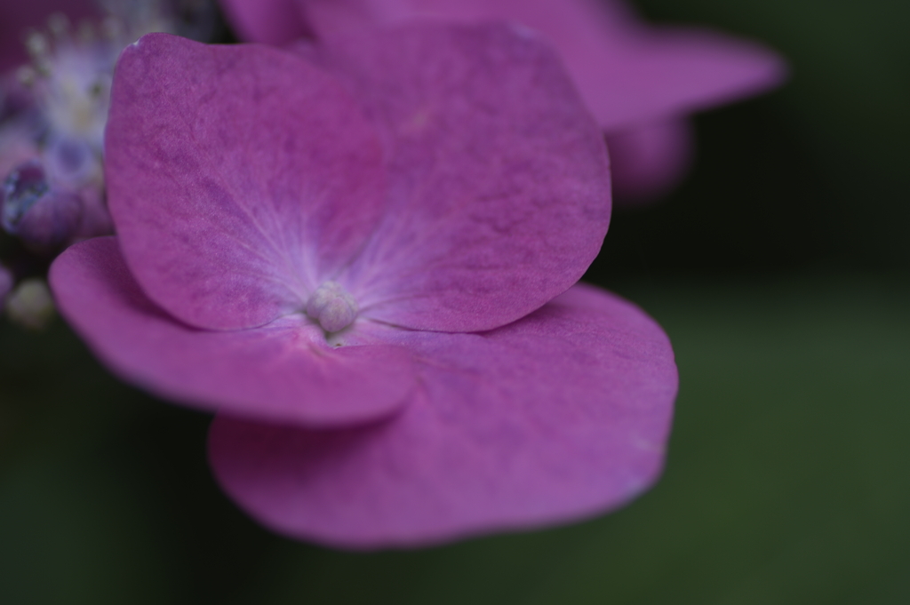 紫の花