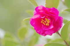 雨上がりの山茶花