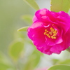 雨上がりの山茶花
