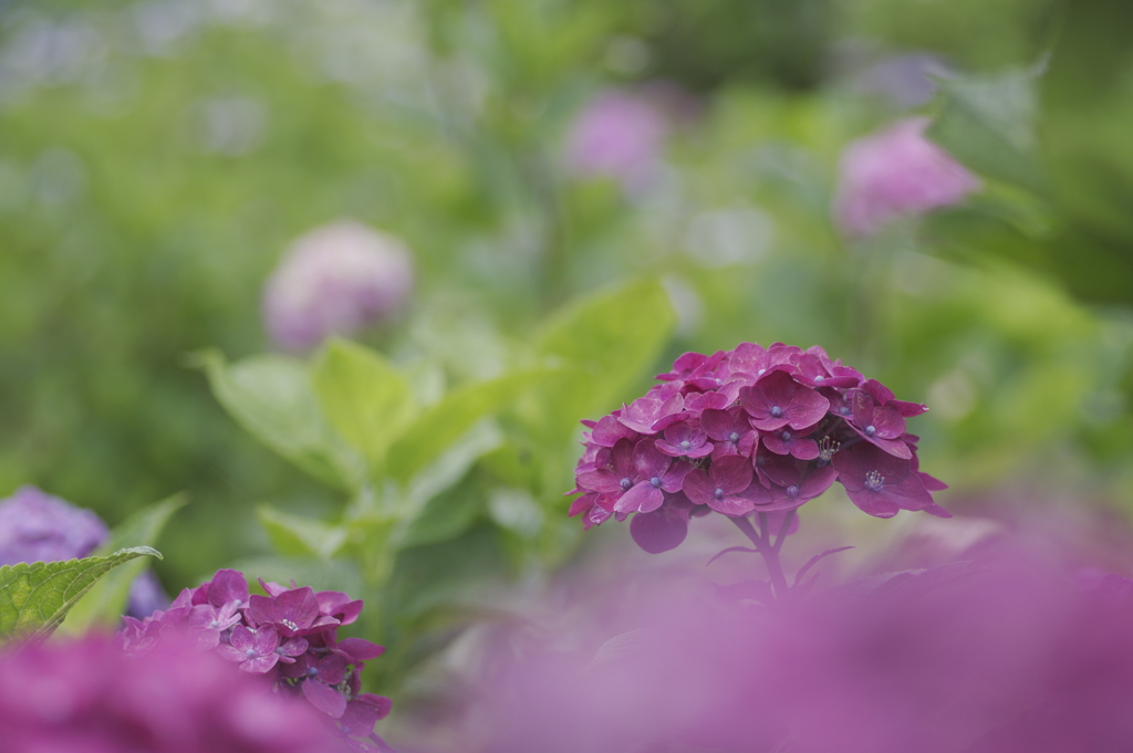 赤紫の紫陽花