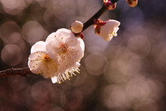朝日受ける開花した白梅
