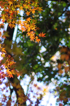 紅葉の森