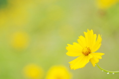 黄色い花園