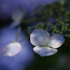 木漏れ日を受ける花びら
