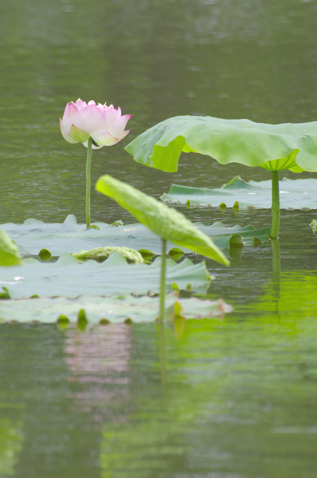 蓮池に咲く花