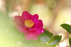 浮かび上がる山茶花