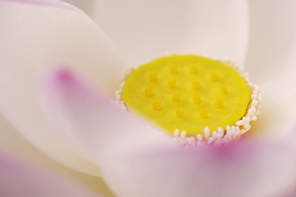 艶やかな花弁