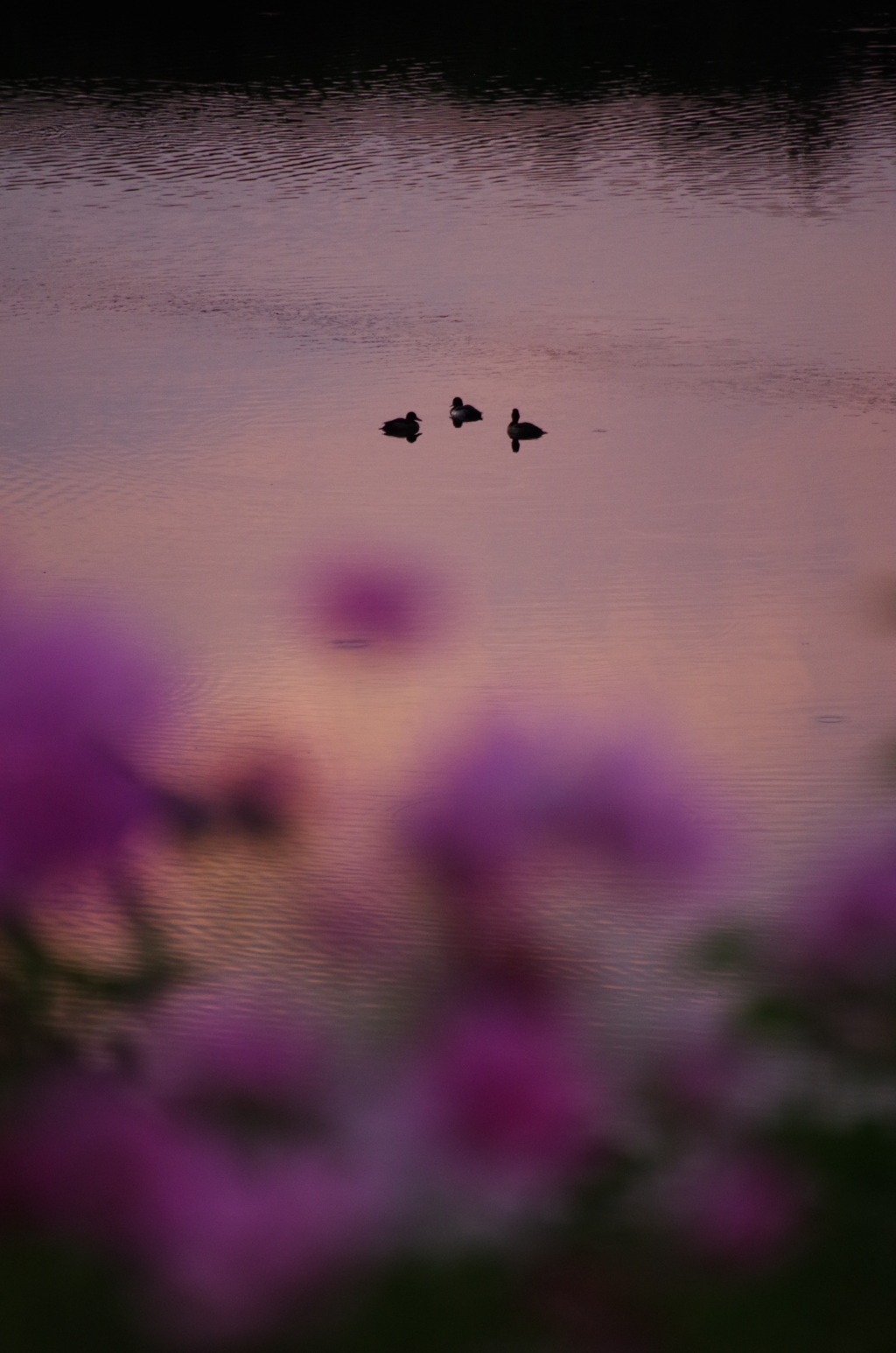 夜明け前の水鳥