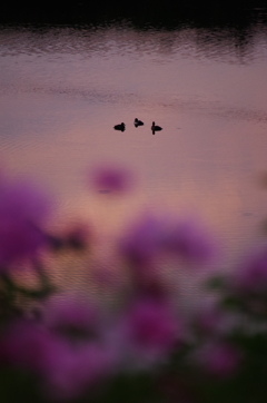 夜明け前の水鳥