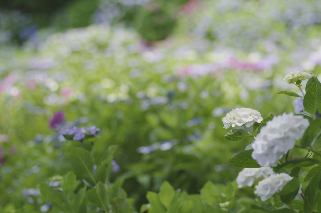 紫陽花の花園