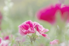 小さな花畑