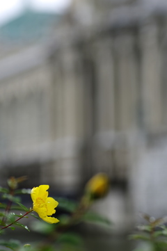 古城の花