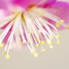 開花