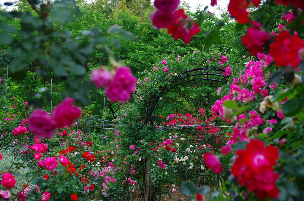 アーチのある薔薇園