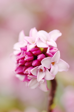 沈丁花の開花
