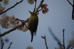 さくらんぼの花とめじろ１