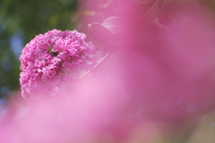 ピンクのサルスベリの花