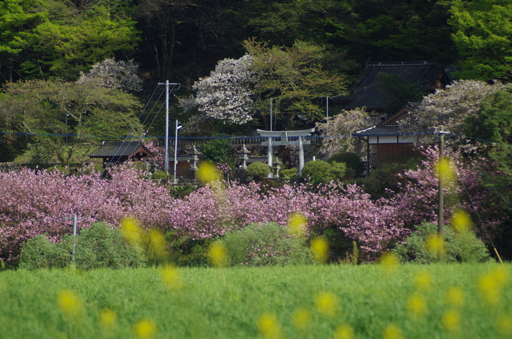 春の神社