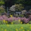 春の神社