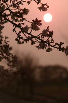 桜と太陽