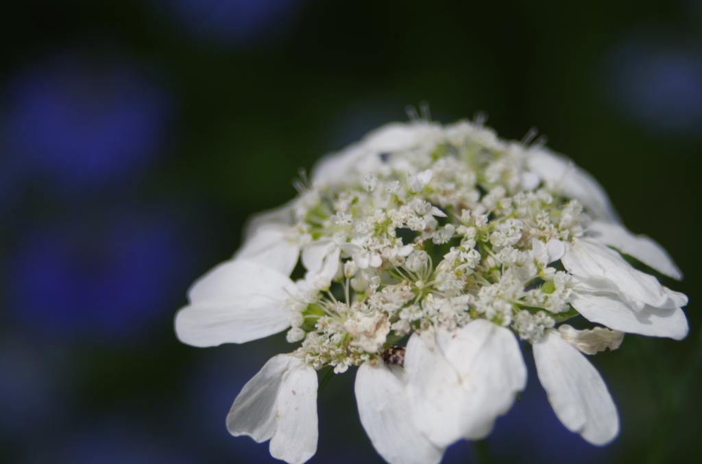 春の白い花２ By S Bobby Id 写真共有サイト Photohito