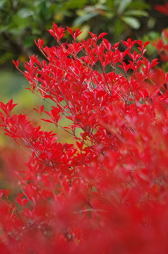 紅葉１